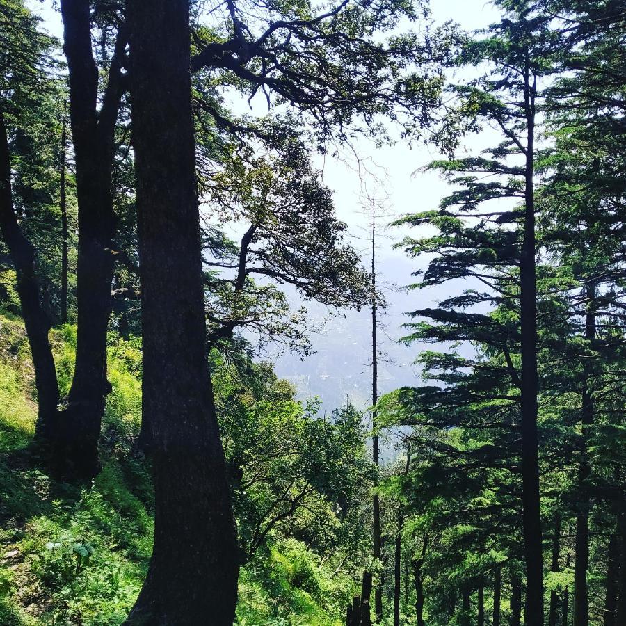Shimla Pines Homestay 外观 照片