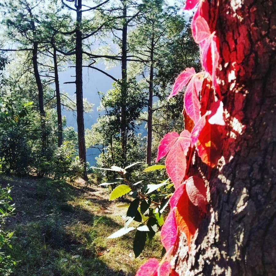 Shimla Pines Homestay 外观 照片