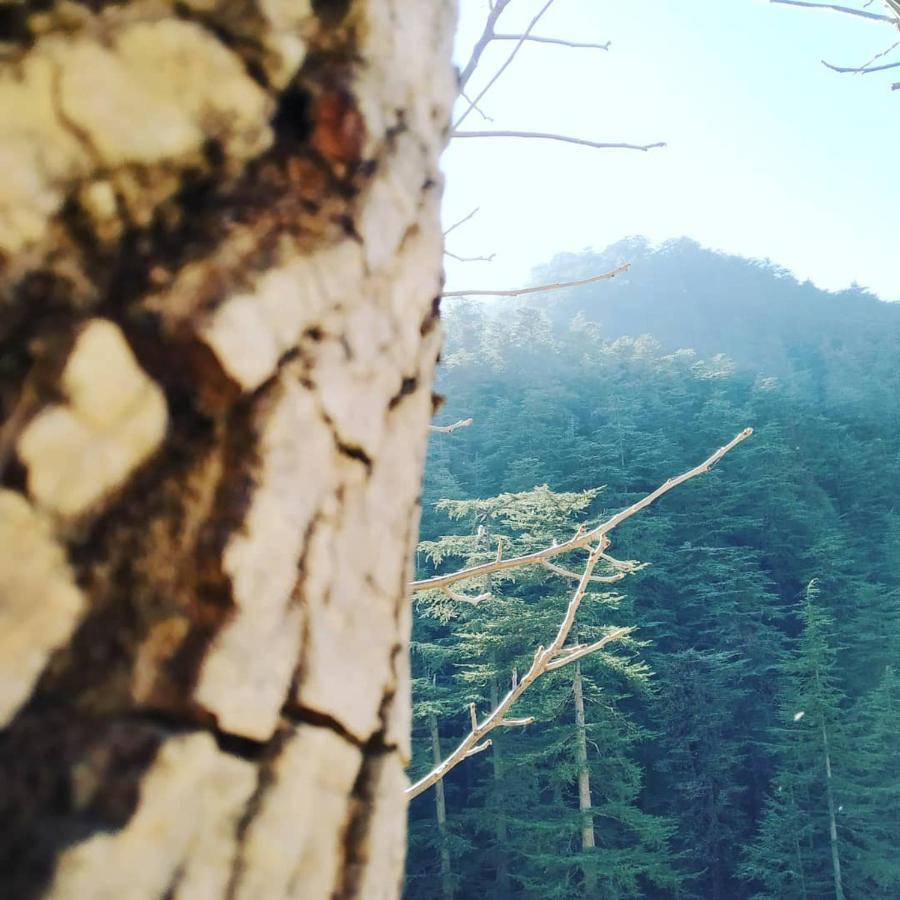Shimla Pines Homestay 外观 照片